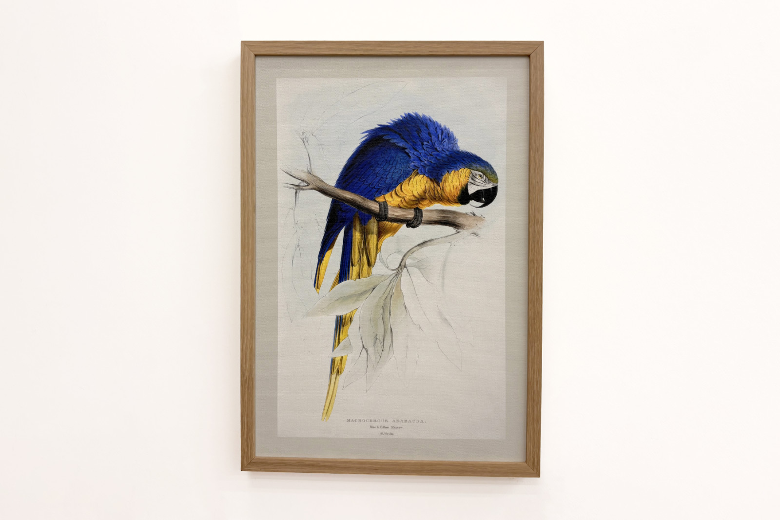 Blaulatzara - Edward Lear
