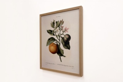 Bitterorange mit violetter Frucht von Pierre Joseph Redouté