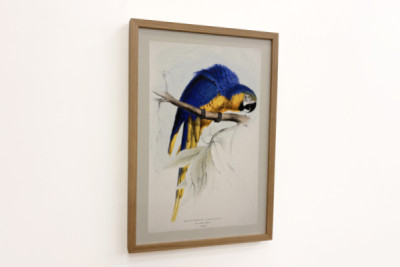 Blaulatzara - Edward Lear