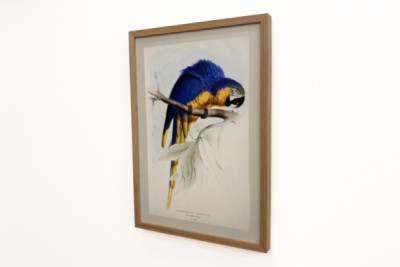Blaulatzara - Edward Lear