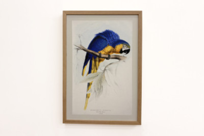 Blaulatzara - Edward Lear