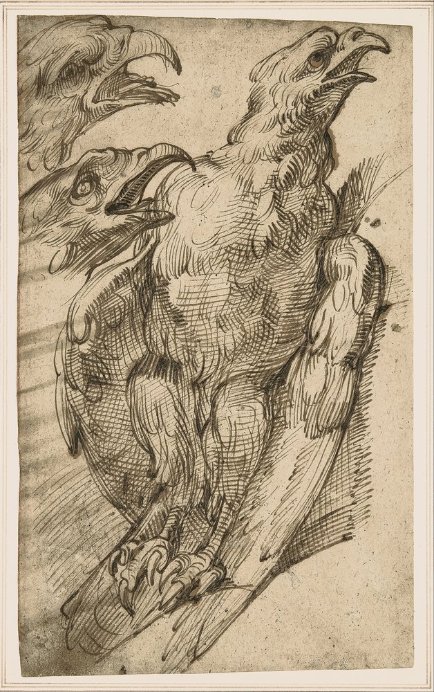 Studie eines Adlers von Bartolomeo Passarotti