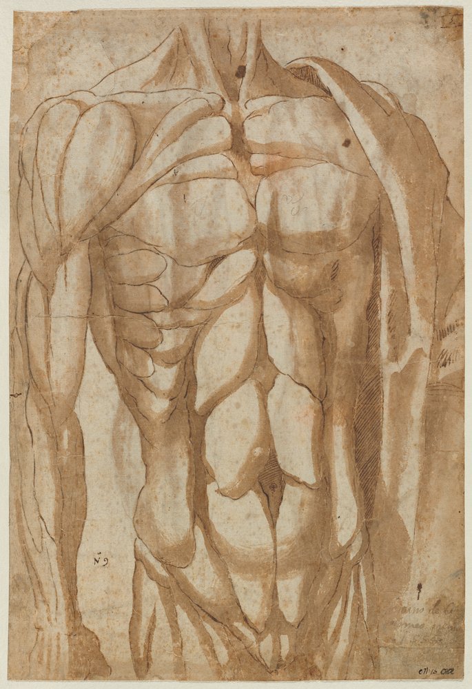 Studie eines gehäuteten Torsos (verso) von Bartolommeo da Arezzo