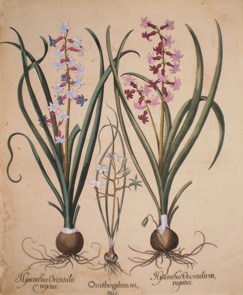 Hyacinthus orientalis mixtus-Ornithogalum minus-Hyacinthus orientalis veriegatus von Basilius Besler
