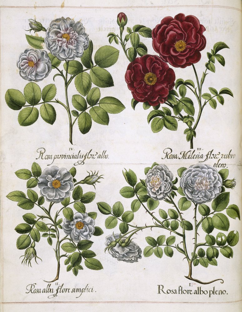 Weiße und rote Rose, aus 'Hortus Eystettensis' von Basilius Besler