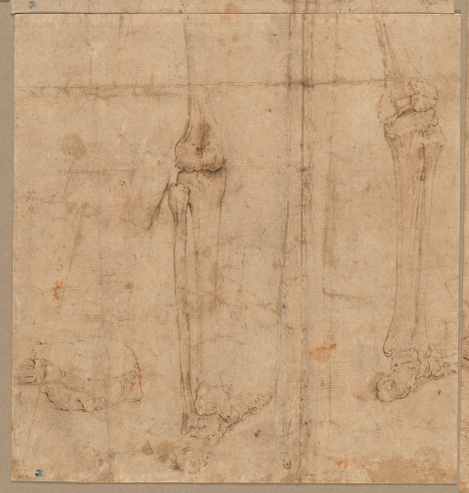 Untere Hälfte eines Skeletts von hinten, frühe 1540er Jahre von Battista Franco