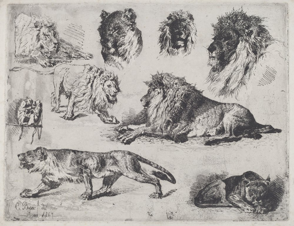Studie von Löwen von Cesare Biseo