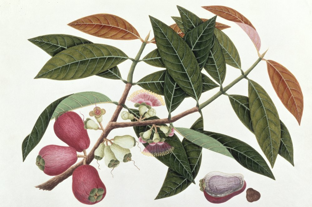 Jamboo Telore mera oder Eugenia Malacceusis, aus Zeichnungen von ...