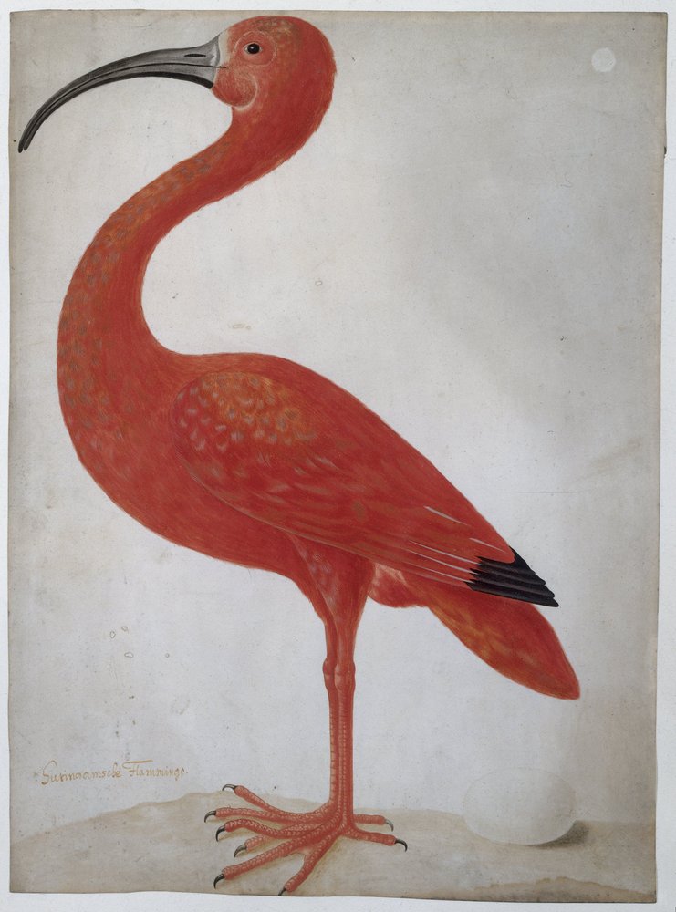 Scharlachsichler mit einem Ei von Dorothea Maria Henrietta (attr.to) Graff