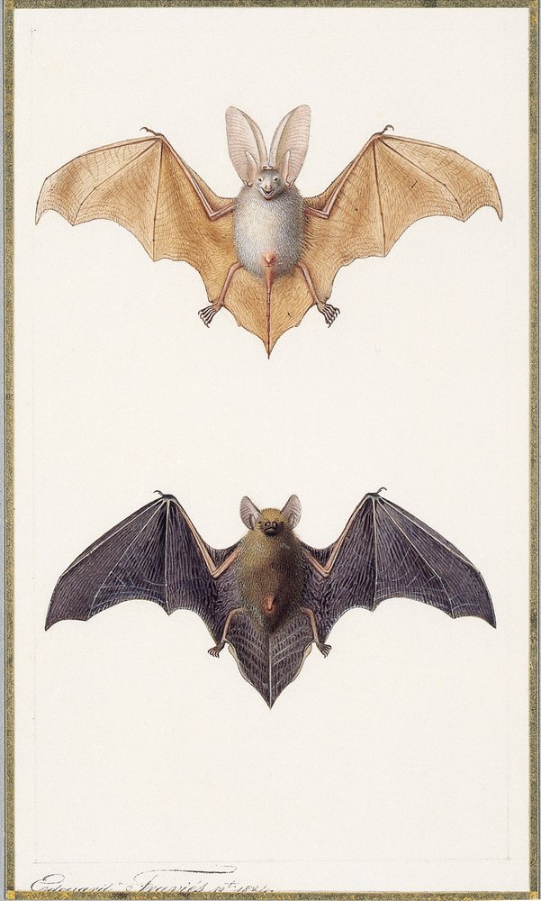 Langohrfledermaus und eine gewöhnliche Fledermaus, 1834 von Edouard Travies