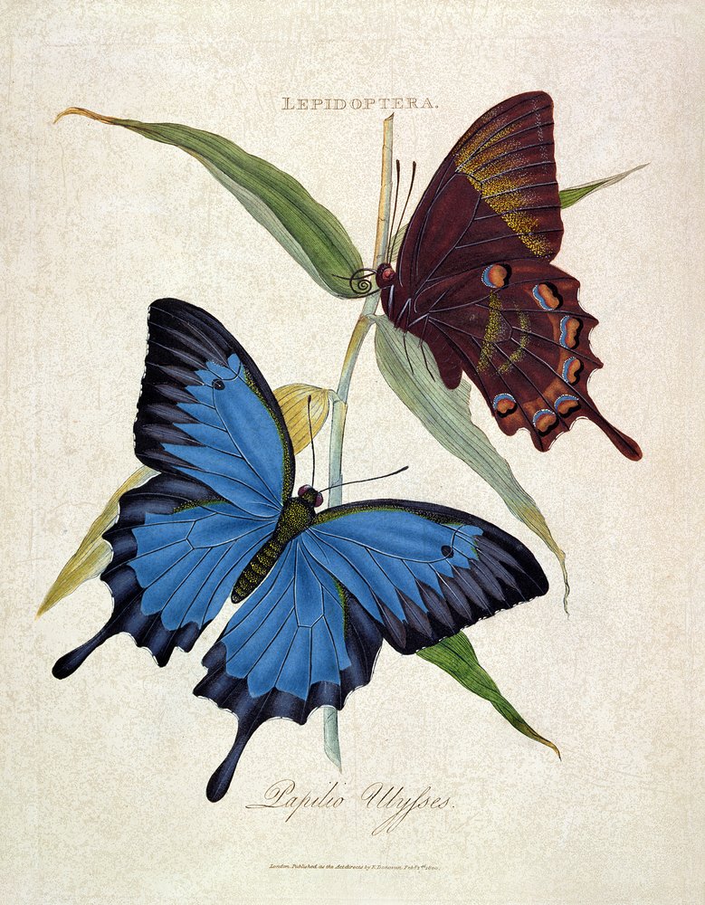 Schmetterling: Papilio ulysses, vom Künstler veröffentlicht, 1800 von Edward Donovan