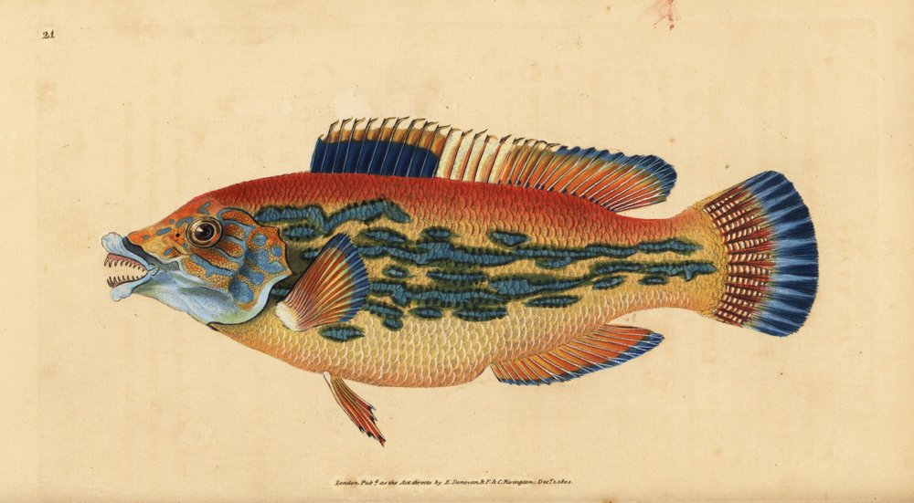 Lippfisch, Labrus mixtus. Handkolorierte Kupferstich von Edward Donovan ...