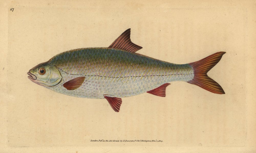 Rotauge, Rutilus rutilus (Cyprinus ritulus). Handkolorierte Kupferstichzeichnung und -gravur von Edward Donovan aus seiner „Natural History of British Fishes“, Donovan und F.C. und J. Rivington, London von Edward Donovan