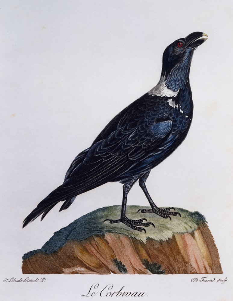 Weißnacken-Rabe (Corvus albicollis), Stich aus Histoire Naturelle des Oiseaux d'Afrique von Francois Le Vaillant