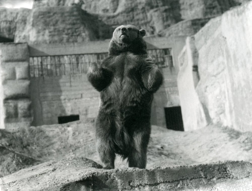 Ein Braunbär steht aufrecht auf seinen Hinterbeinen, Mappin Terraces, London Zoo, August 1921 von Frederick William Bond
