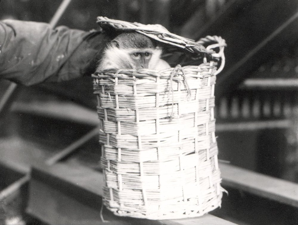 Ein Affe in einem Korb im ZSL London Zoo, Dezember 1922 von Frederick William Bond