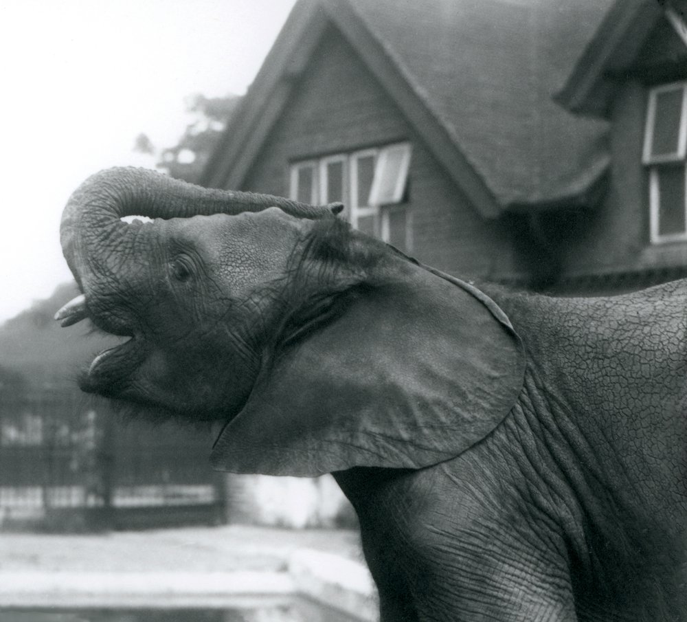 Ein junger afrikanischer Elefant mit erhobenem Rüssel auf die Stirn, Londoner Zoo, August 1925 von Frederick William Bond