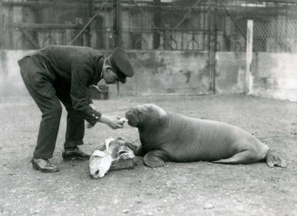 Wärter Arthur Chandler füttert einen jungen Walross mit Fisch, Londoner Zoo, 1924 von Frederick William Bond