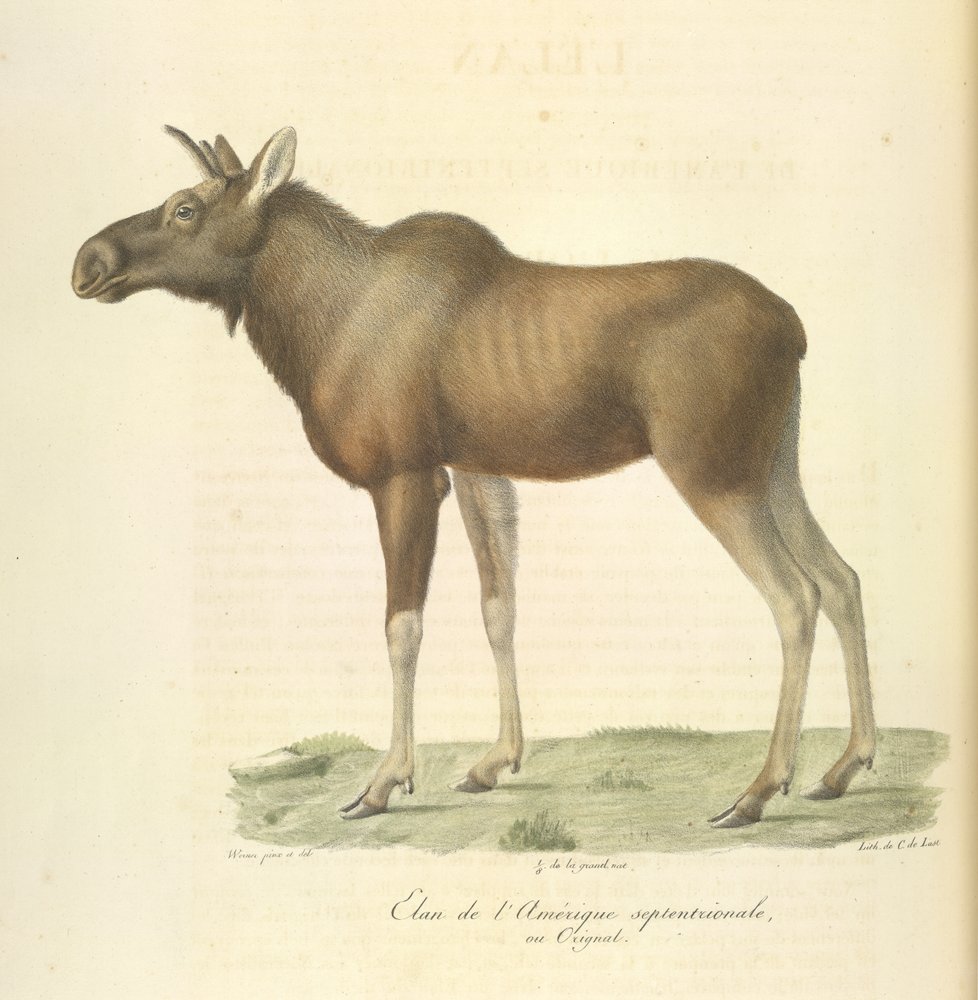 Elch aus Nordamerika, aus Histoire Naturelle des Mammifères von French School