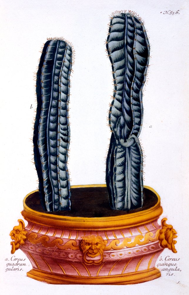 Cereus quadrangularis und Cereus quinque angularis, aus 