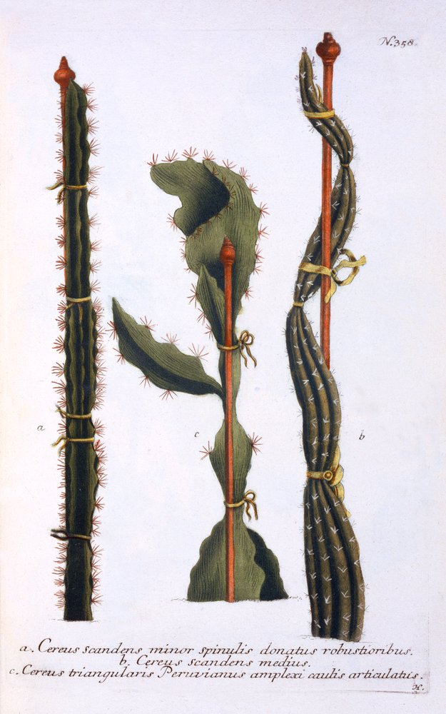 Cereus scandens minor, Cereus scandens medeus und triangularis Peruvianus, aus 