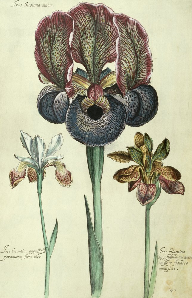 Iris susiana major und Iris bisantina angustifolia von Georg Dionysius Ehret
