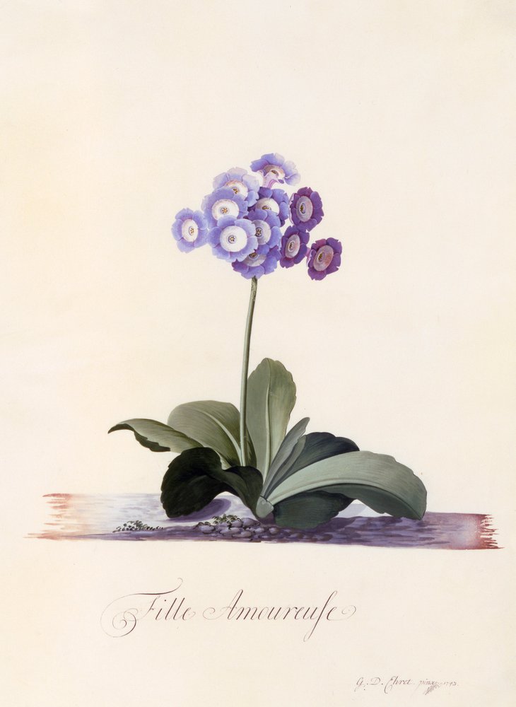 Garten-Aurikel Fille Amoureuse, ca. 1743 handkolorierter Stich von "Georg Dionysius Ehret