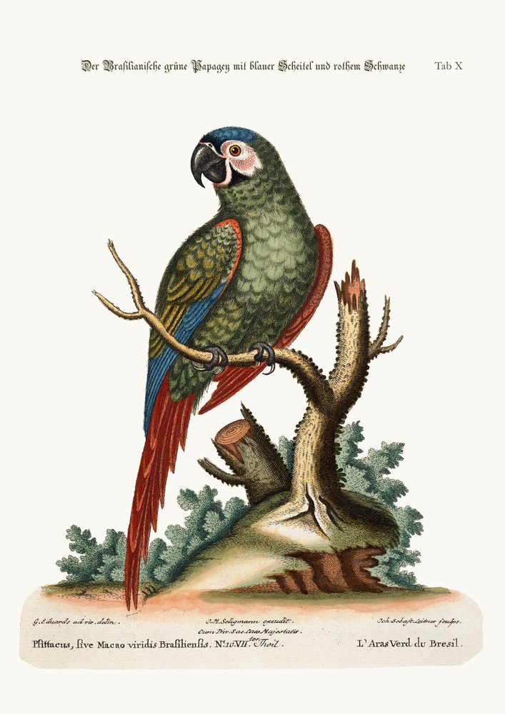 Der brasilianische grüne Ara, 1749-73 von George Edwards