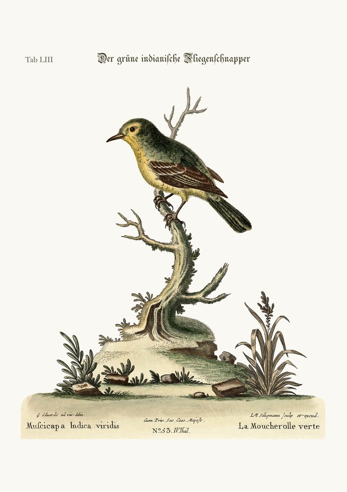 Der grüne indische Fliegenschnäpper, 1749-73 von George Edwards