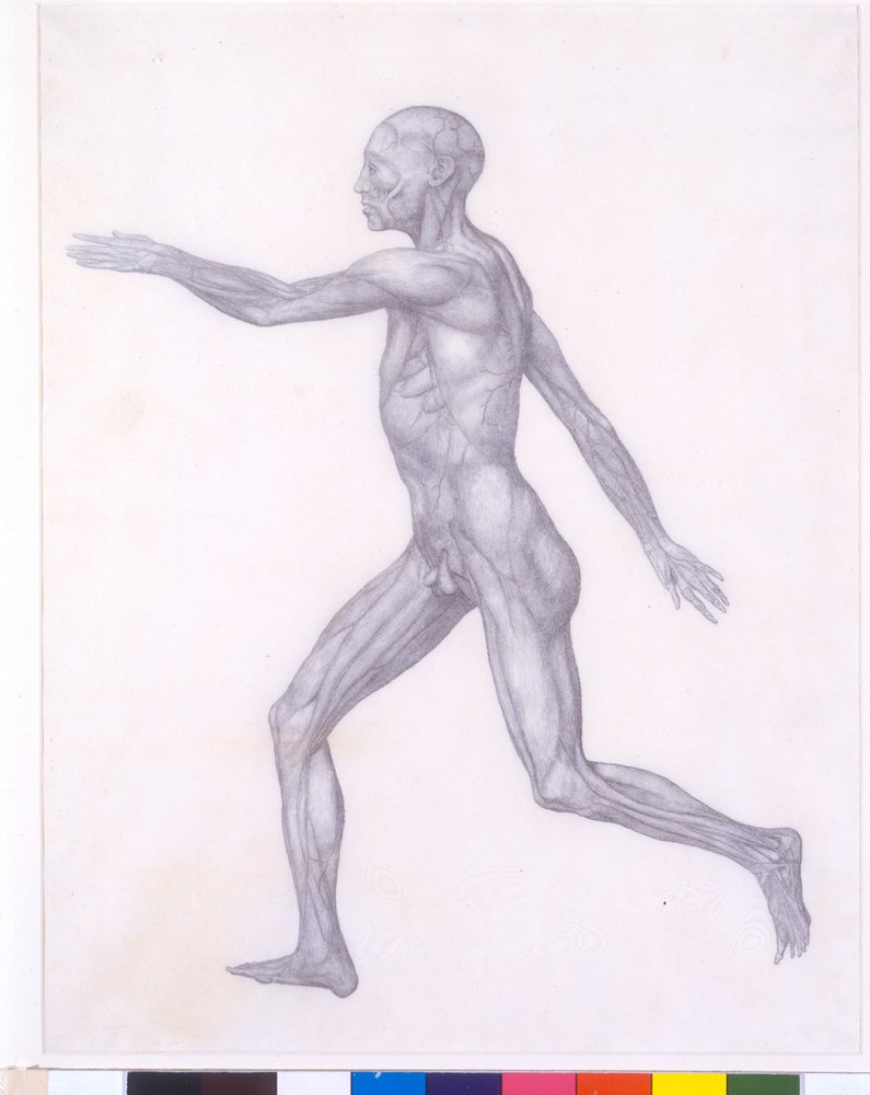 Die menschliche Figur, Seitenansicht, aus der Serie 'Ein vergleichender ...