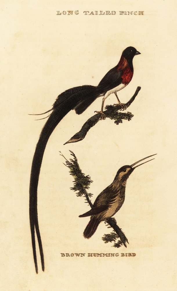 Paradieswitwe, Vidua paradisaea, und Rotrückenkolibri, Selasphorus rufus von George (after) Edwards
