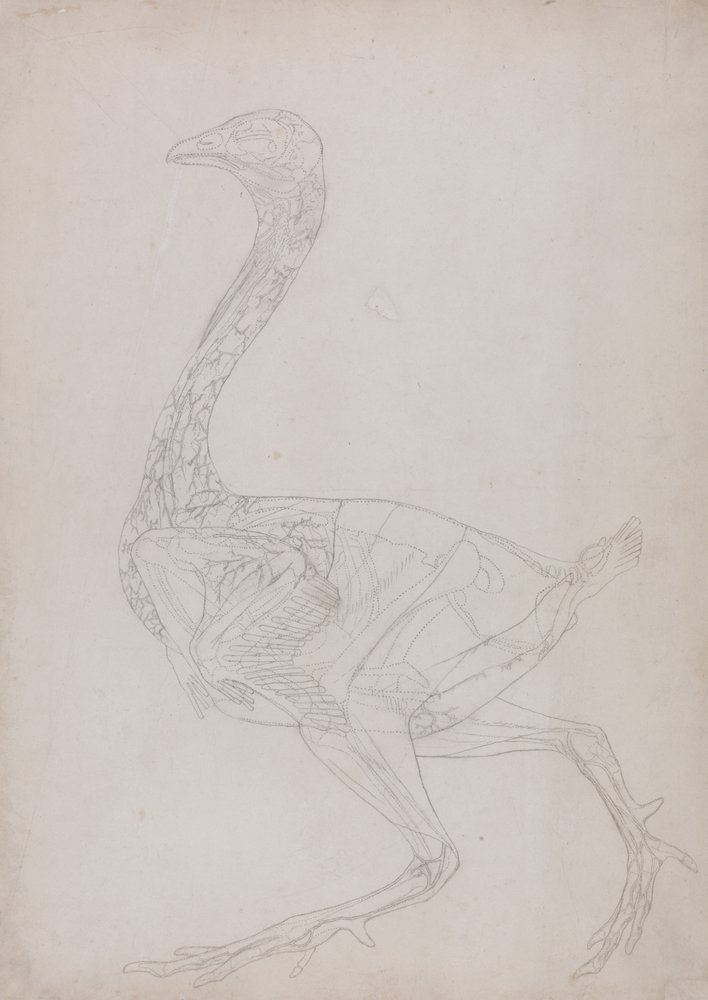 Vergleichende anatomische Darstellung der Struktur des menschlichen Körpers mit der eines Tigers und eines gewöhnlichen Huhns: Hühnerkörper, Seitenansicht (Umrisszeichnung, bezogen auf Tafel XV) von George Stubbs