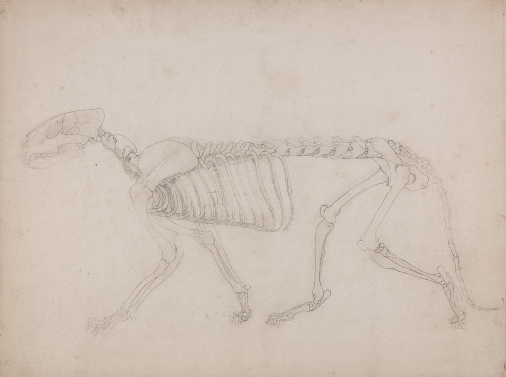 Vergleichende anatomische Darstellung der Struktur des menschlichen Körpers mit der eines Tigers und eines gewöhnlichen Huhns: Tigerskelett, Seitenansicht von George Stubbs