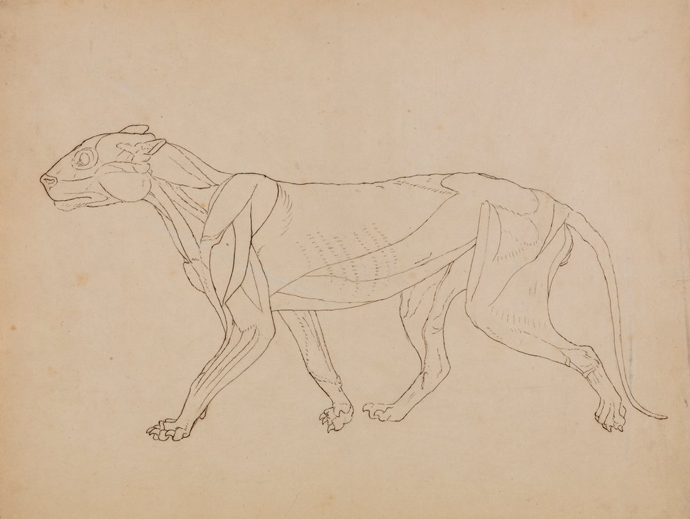 Tigerkörper, Seitenansicht (Wahrscheinlich als Grundlage für eine Schlüsselfigur erstellt) von George Stubbs