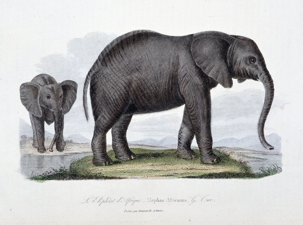 naturgeschichtstafel-zoologische-tafel-die-den-afrikanischen