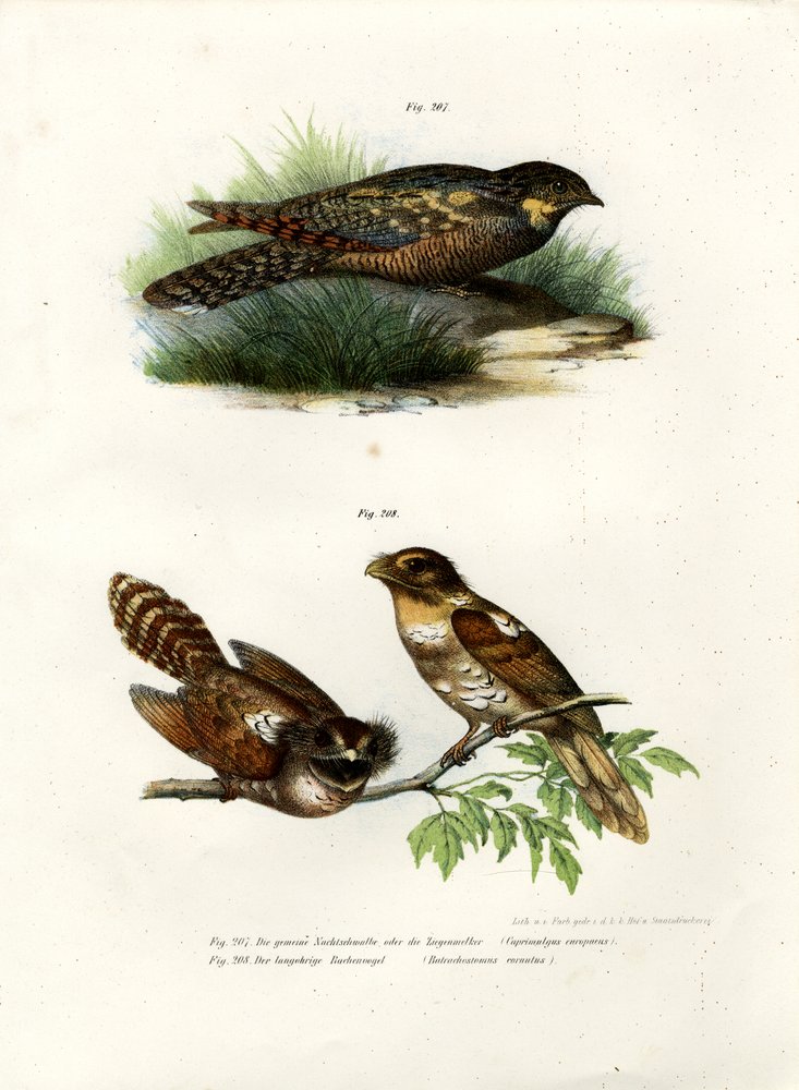 Europäische Nachtschwalbe, 1864 von German School