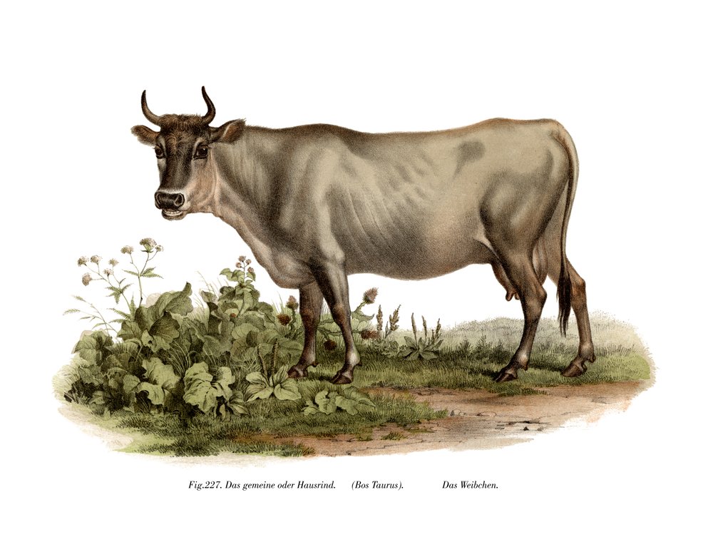 Europäisches Rind, 1860 von German School
