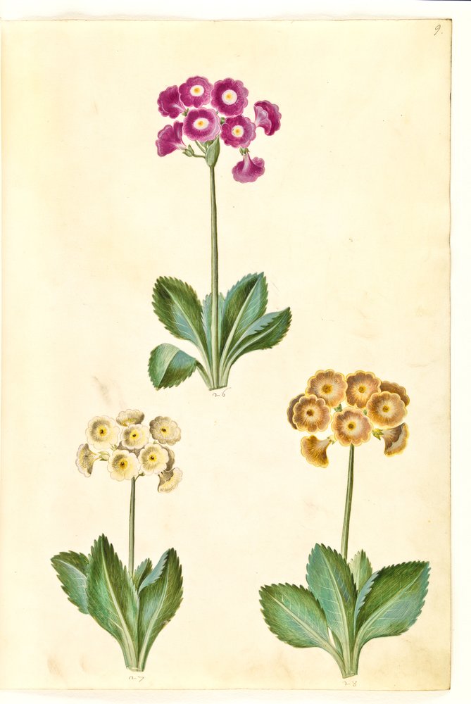 Primula ×pubescens (Garten-Aurikel) von Hans Simon Holtzbecker