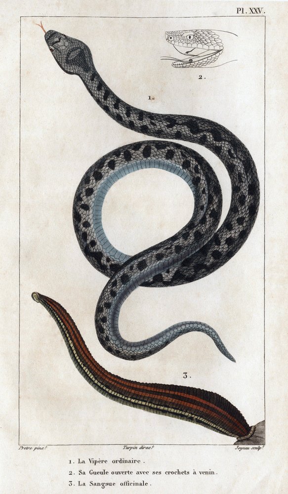 Die gewöhnliche Viper, sein Maul offen mit seinen Giftzähnen, das officinale Sangue. aus „Fauna der Ärzte oder Geschichte der Tiere und ihrer Produkte von Hippolyte Cloquet“ - Band 6 - 1825 von Hippolyte Cloquet