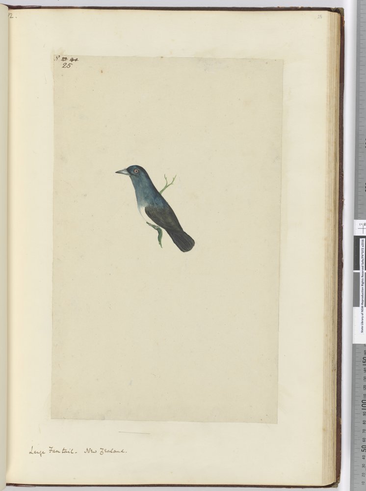 F.25 Großer Fächerschwanz, Neuseeland, 1772-75 von Isaac Smith