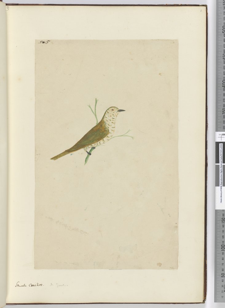 F.5 Kleiner Kuckuck, Neuseeland, 1772-75 von Isaac Smith