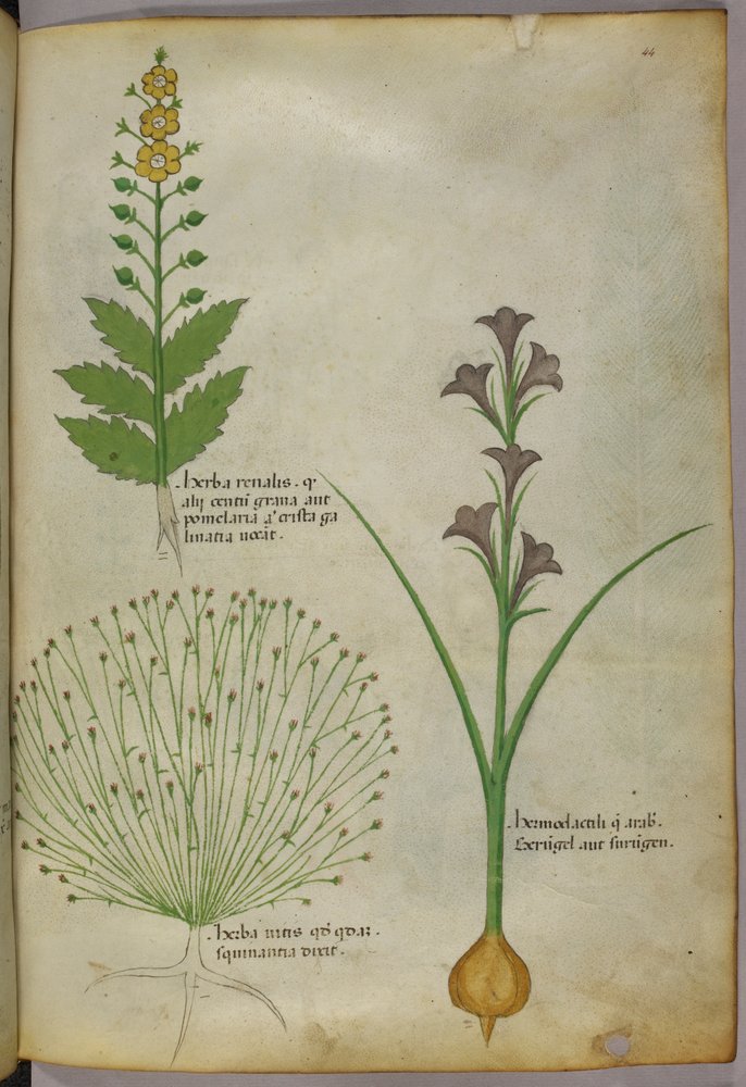 Botanische Illustration, um 1440 von Italian School