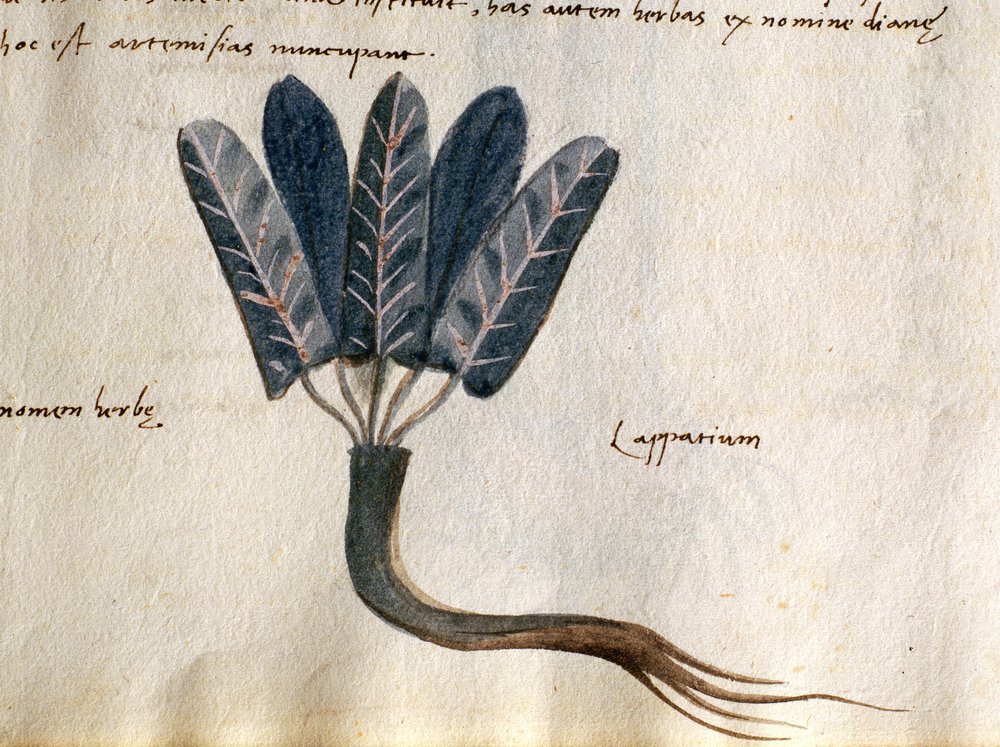 Cod. CCXXXVII Lapparium, Heilpflanzen aus einem 'Herbarium Apuleii ...