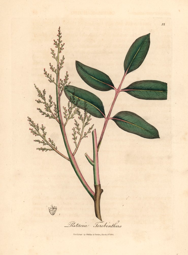 Blätter und Blüten des Chianbaums oder Zypressen-Terpentinbaums, Pistacia terebinthus, aus einer botanischen Illustration von James Sowerby aus William Woodville und Sir William Jackson Hooker
