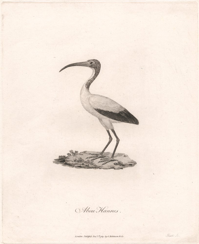 Abou Hannes von James Heath