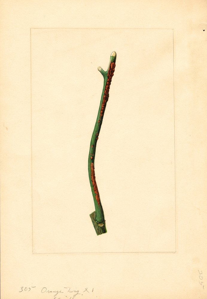 Orangenbaumzweig (Citrus sinensis: Valencia) von James Marion Shull