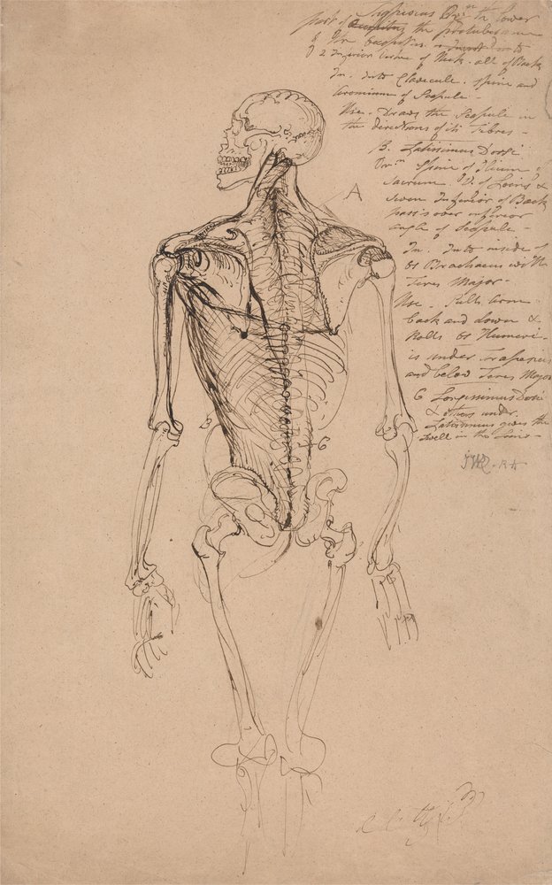 Zeichnung eines menschlichen Skeletts von James Ward