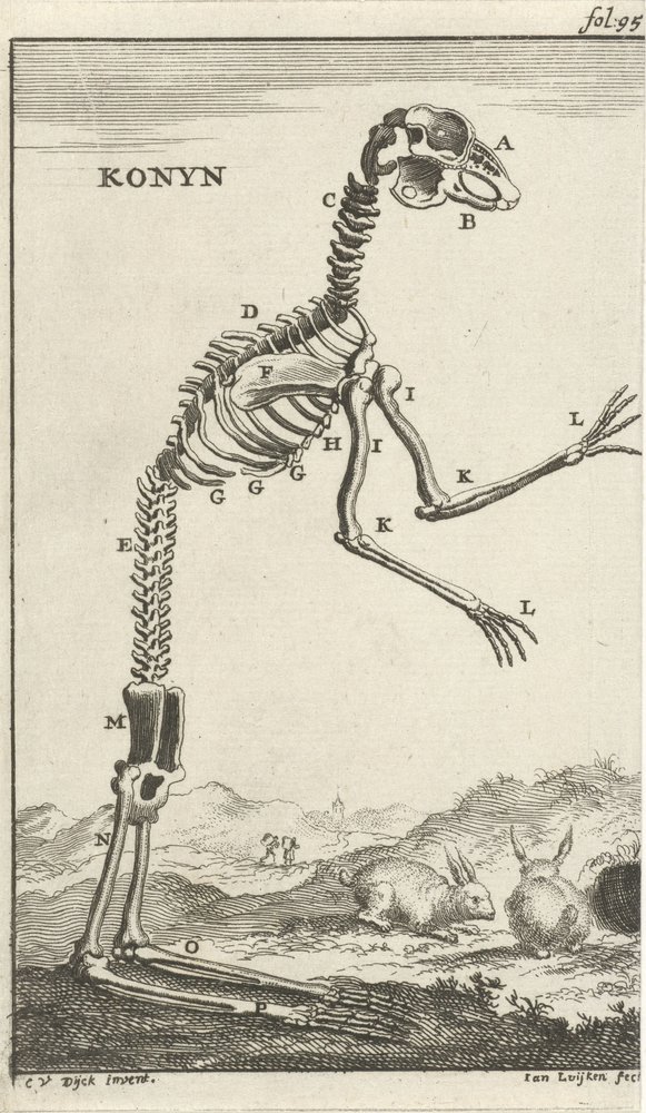 Skelett eines Kaninchens (Konyn) von Jan Luyken
