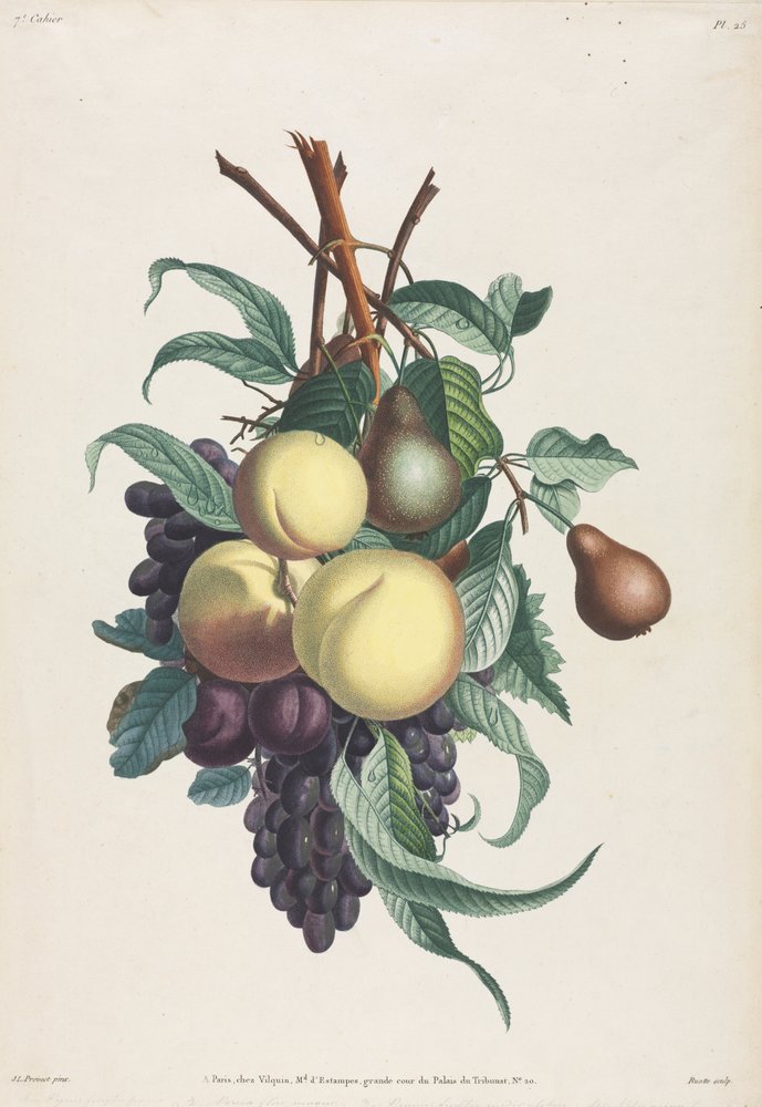 Sammlung von Blumen und Früchten: Zweige von Rousselet, Pfirsich, Pflaume und Traube von Jean-Louis Prevost