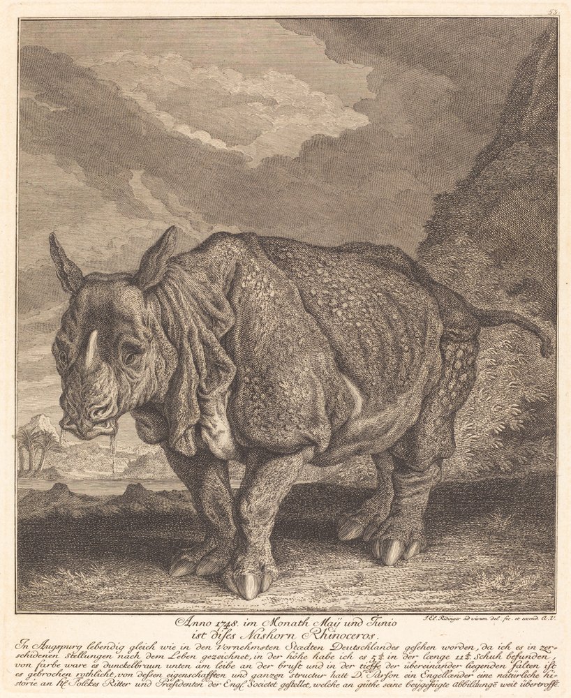Nashorn von Johann Elias Ridinger